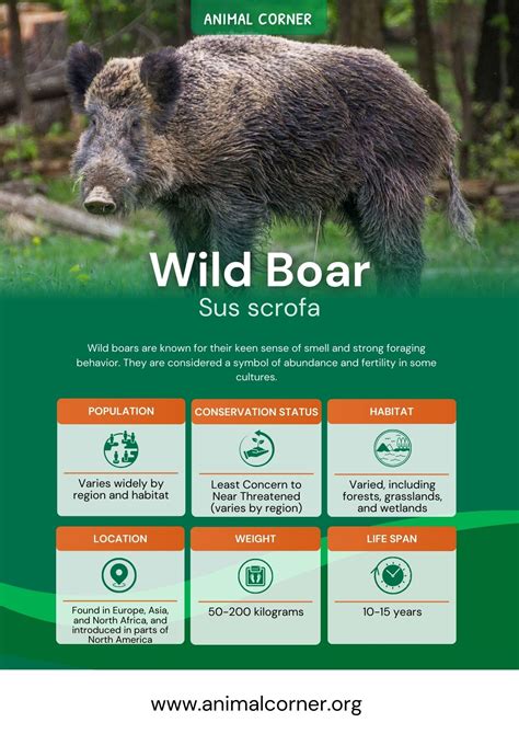 Wild Boar Facts Diet And Habitat Information