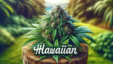 Hawaiian Cannabis Weed Strain Review Happy Smoking