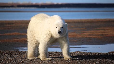 Polar Bears Of Kaktovik Alaska Youtube