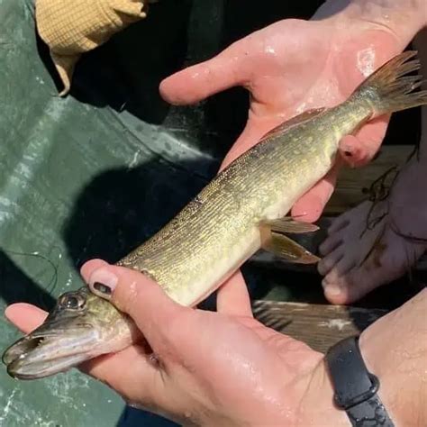 List Of Fish Species In The Peshtigo River Updated Pond Informer
