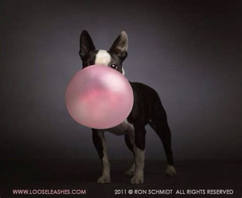 Boston Terrier Dog Blowing A Bubble With Pink Bubble Gum Art Loose