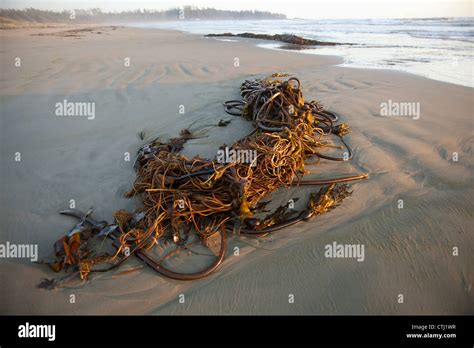 Bull Kelp Seaweed Washed Up On Wickaninnish Beach In Pacific Rim