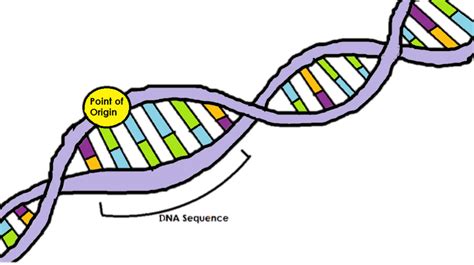 Dna Clipart Dna Replication Dna Dna Replication Transparent Free For