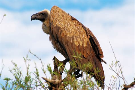 Cultured Vultures