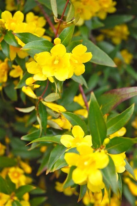 South Carolina State Flower Yellow Jessamine Carolina Jasmine