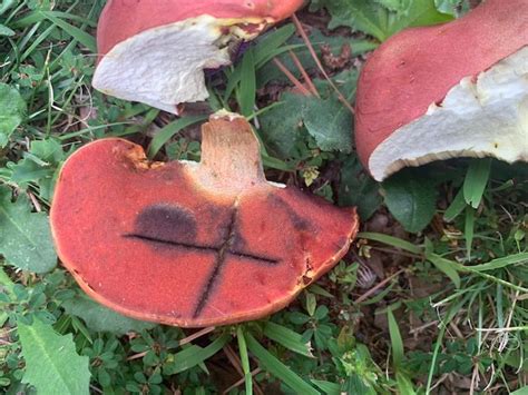 Red Pored Bolete Identification Appreciated Identifying Mushrooms
