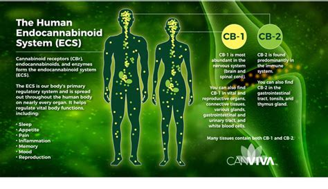 How Cbd Can Help Your Endocannabinoid System Canviva