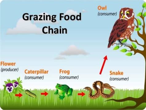 What is the difference between a food chain and a food web? Energy Flow through an Ecosystem: Food Chain, Food Web ...