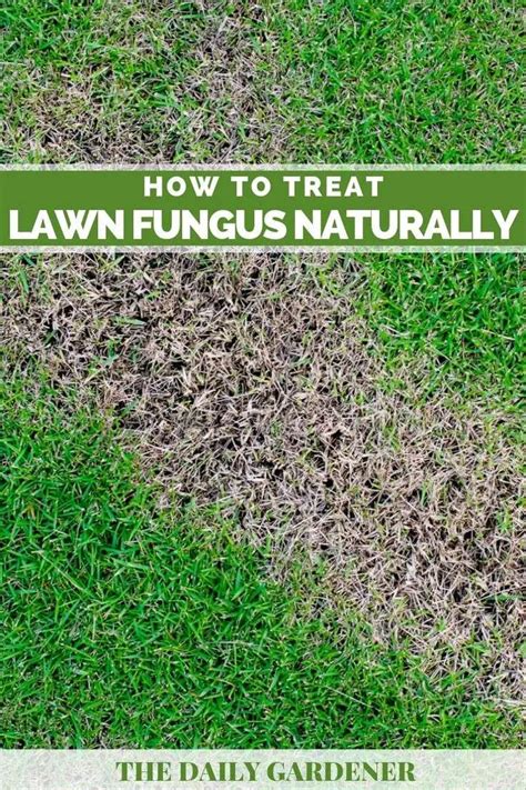 How To Treat Lawn Fungus Naturally