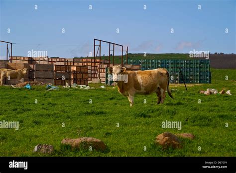 Cows In The Golan Heights Israel Border With Lebanon Stock Photo Alamy