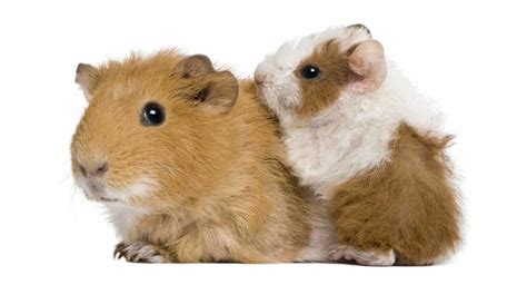 Your Baby Guinea Pig What To Expect And How To Look After Them