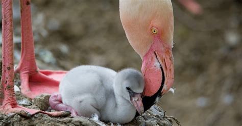 Flamingo Pictures Az Animals