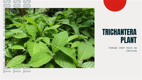How To Save On Animal Feeds Plant Trichantera It Has 30 Protein