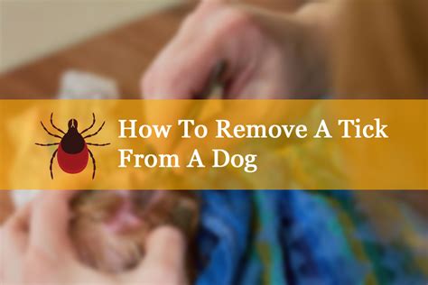 How To Remove A Tick From A Dog Golden Retriever