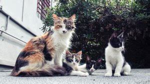 However, it's getting difficult to find an affordable alternative because many insurers consider the hip. How to feed multiple cats in the same household | Argos ...