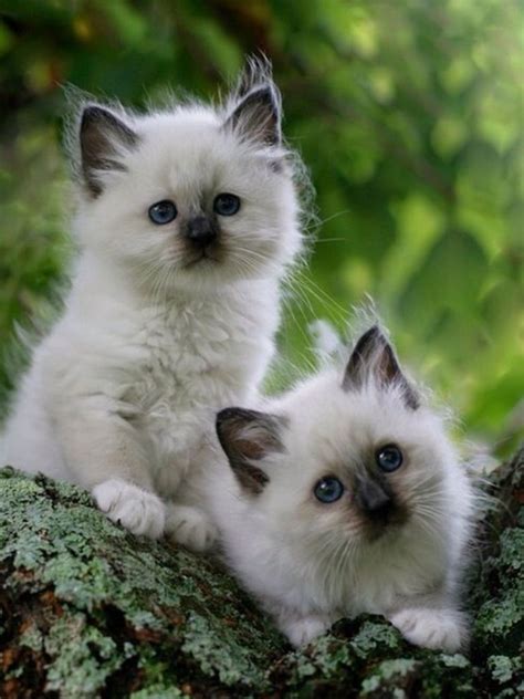 Birman Kittens For Adoption Pets And Animal Educations