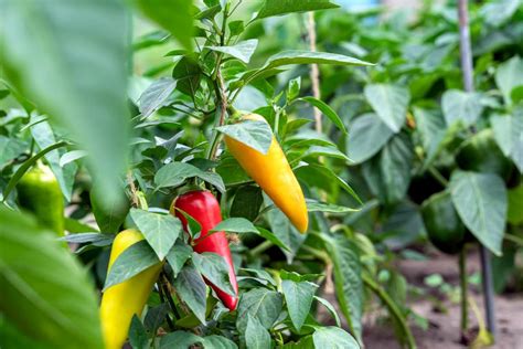 How To Overwinter Peppers A Guide To Cold And Warm Regions
