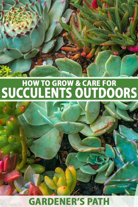 How To Grow Succulents Outdoors In The Garden Gardeners Path