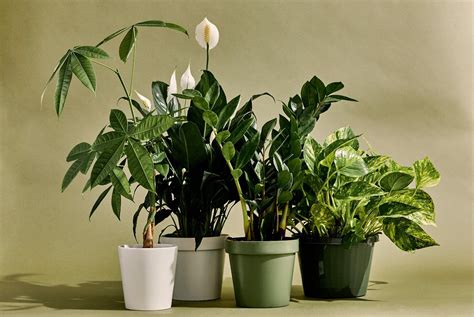 Las Mejores Y Más Resistentes Plantas De Interior Plantasmanía 🌱 🌱