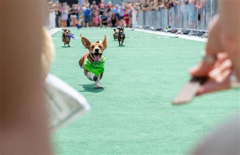 Tips On Taking Your Dog To Competitions My Animals