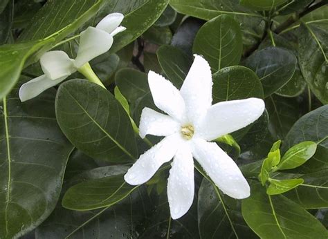 23 Best Images About Gardenia Rubiaceae On Pinterest Facebook