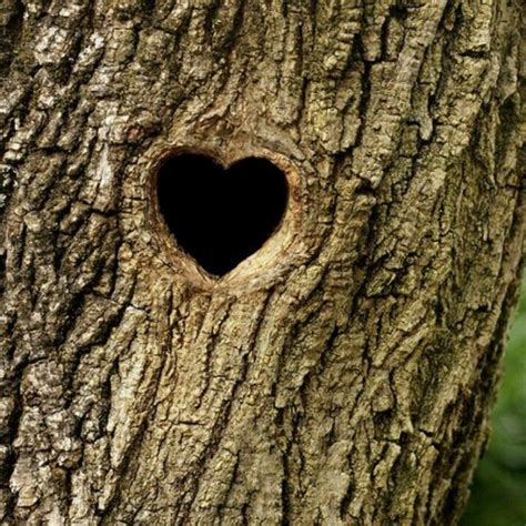 25 More Awesome Hearts Found In Nature Heart In Nature Heart Shapes