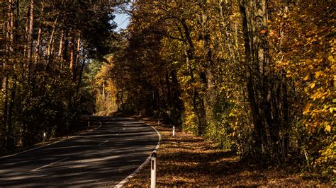 Download Wallpaper 2048x1152 Road Alley Autumn Trees Ultrawide