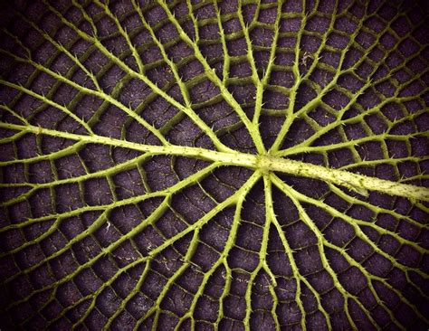 The 25 Best Patterns In Nature Ideas On Pinterest Nature Pattern Plant Texture And Fractals