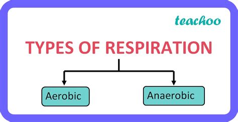 Respiration In Biology Life Process Class 10 Notes Teachoo Free