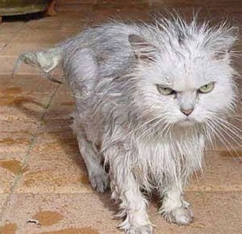 15 Angry Wet Cats Cats Wet Cat Angry Cat