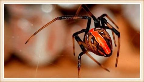 Tipos de Arañas Más Comunes Inofensivas y Venenosas Fotos
