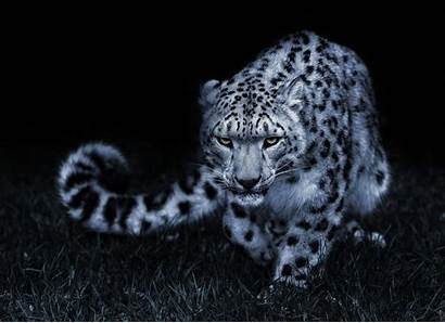 Leopard Snow Wallpapers Cat Eyes