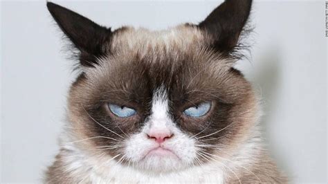 Grumpy Cat The Internets Most Famous Cat Dead At 7 Cnn
