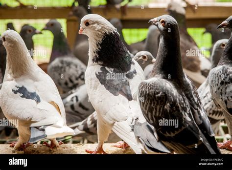 Pigeons In A Barn Stock Photo Alamy