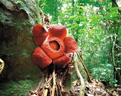 Gunung Gading National Park Where Giant Rafflesia Flowers Bloom