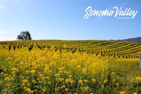 Sonoma Wallpapers Top Free Sonoma Backgrounds Wallpaperaccess
