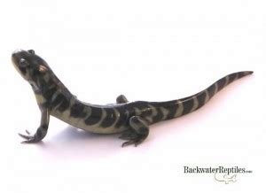 The Best Pet Salamanders For Beginners Backwater Reptiles Blog