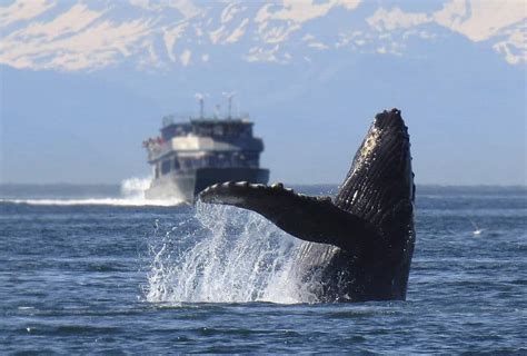 Whale Watching In Norway Best Places And Time To See Them Pricing