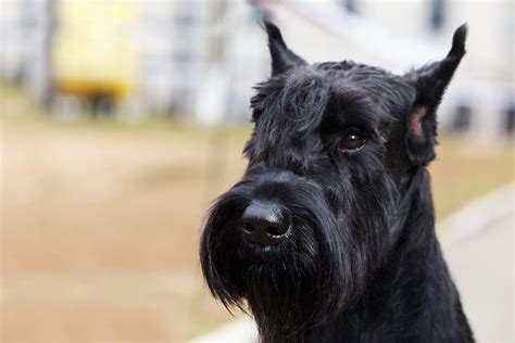 Giant Schnauzer Dog Full Profile History And Care