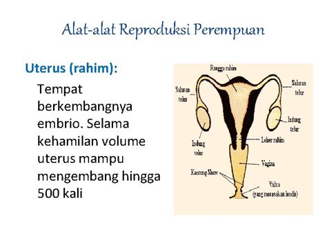 TERMINOLOGI II Patologi Sistem Reproduksi Wanita By Sarah