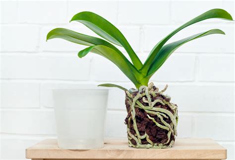 Repotting An Orchid So Simple Laidback Gardener