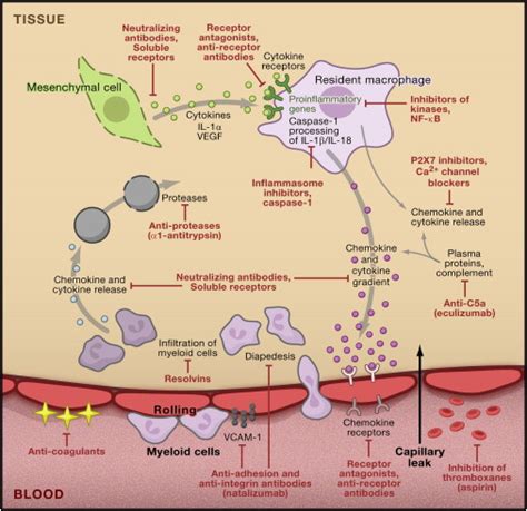 Anti Inflammatory Agents Present And Future Cell