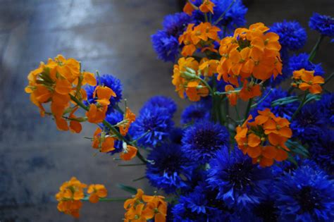 This floral frock is one we can easily see kate middleton wearing herself without the hefty price tag. Geminating Cornflower Seed. (Centaurea cyanus) - Higgledy ...