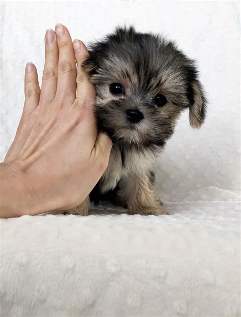 Tiny Teacup Morkie ADORABLE PUPPY! | iHeartTeacups