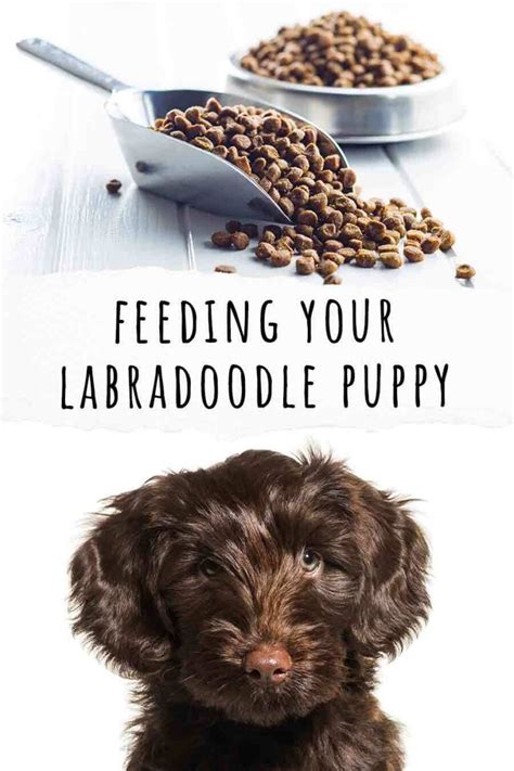 Feeding Your Labradoodle Puppy Schedules Routines And Amounts