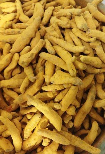 Organic Turmeric Finger At Rs 150 Kg Turmeric Finger In New Delhi