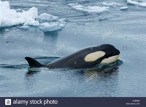 A Killer Whale Swims In Pack Ice Stock Photo Alamy