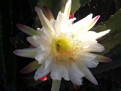 Night Blooming Cereus Care — House Plant Hobbyist
