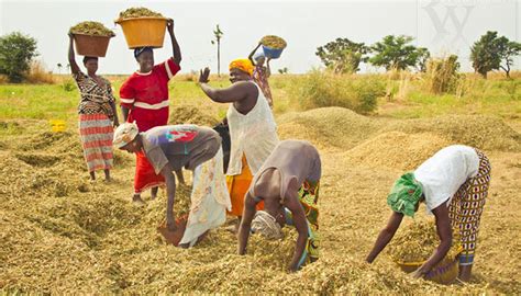 Lagriculture Au Sénégal Un Puissant Levier De Développement