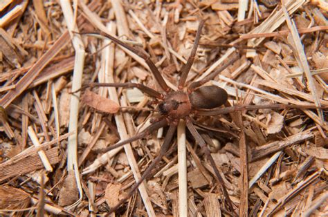 4 Things To Know About Brown Recluse Spider Bites Hea